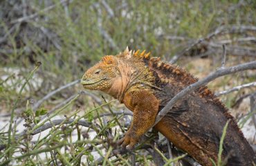 landleguaan North Seymour ©All for Nature Travel