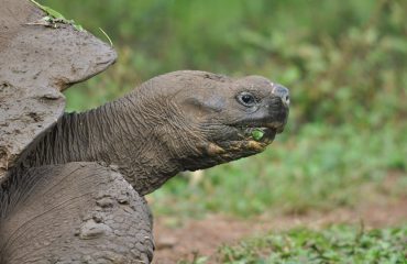 reuzenschildpad Galapagos © All for Nature Travel