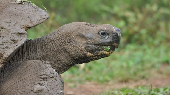 reuzenschildpad Galapagos © All for Nature Travel