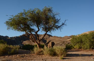 woestijnolifant Hoanib Valley ©All for Nature Travel