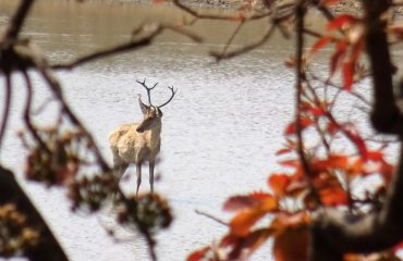 Barasingahert Kanha © All for Nature Travel