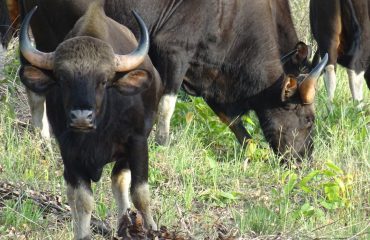 Gaur Phen Sanctuary Kanha © All for Nature Travel