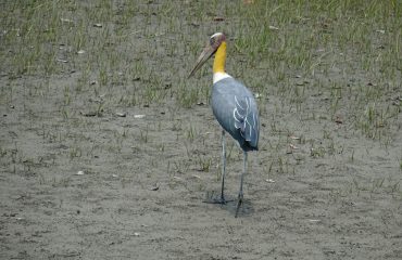 Javaanse maraboe Sunderbans © All for Nature Travel