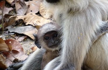 Langoer Kanha © All for Nature Travel