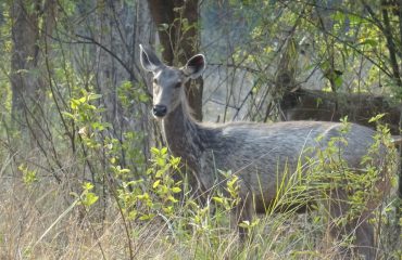 Sambar Kanha © All for Nature Travel