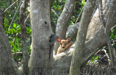 Baby hertje in de Sunderbans met dank aan Ashok