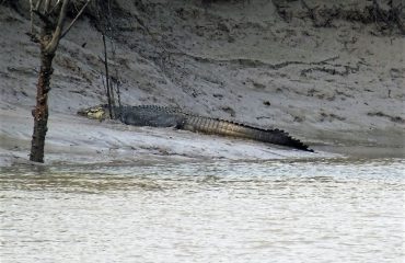 Sunderban zoutwaterkrokodil © All for Nature Travel