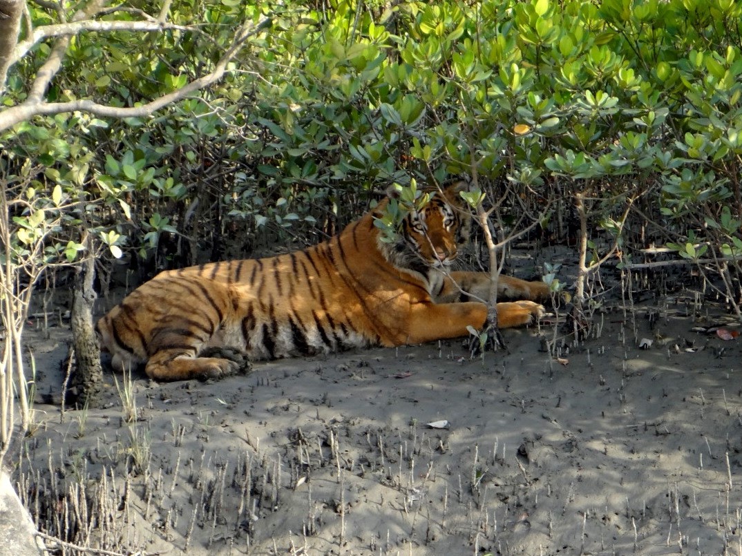 Waxpol, sunderbans , tijger safari, india tijgerreis