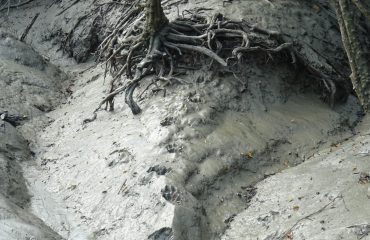 Verse tijgersporen in de Sunderbans © All for Nature Travel
