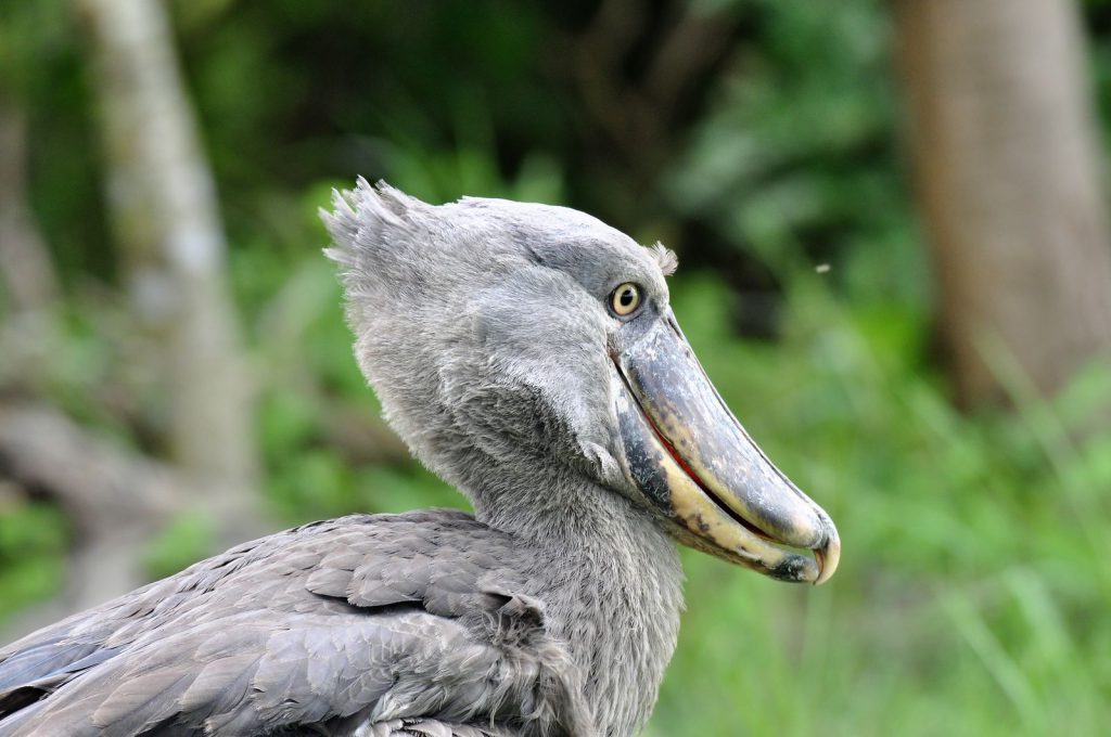 Shoebill stork, schoenbekooievaar, Zambian Ground Handlers