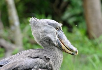 Schoenbekooievaar