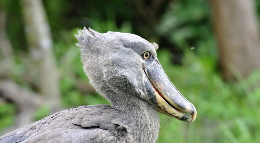 De 10 meest bijzondere dieren die u in het wild gezien hebben for Nature Travel %