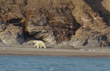 ijsbeer Spitsbergen©All for Nature Travel