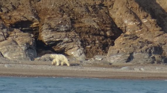 ijsbeer Spitsbergen©All for Nature Travel