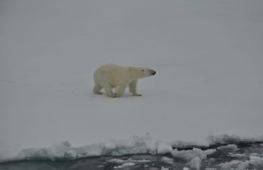 ijsbeer op pakijs ©All for Nature Travel