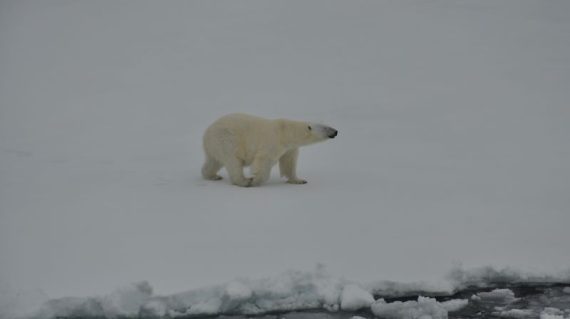 ijsbeer op pakijs ©All for Nature Travel