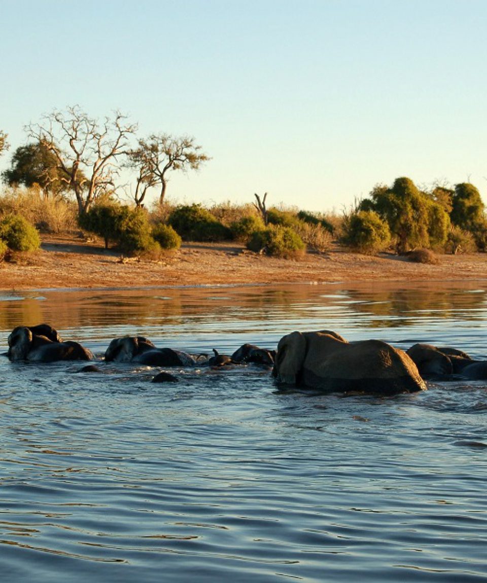 Olifanten Okavango