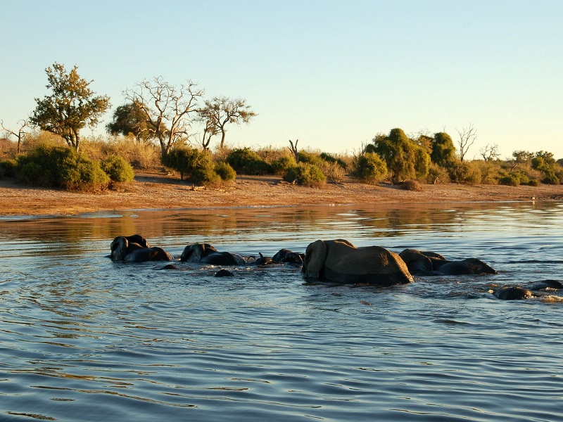 reis Olifanten Okavango