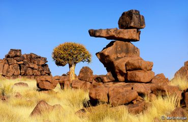 Quiver Tree Forest
