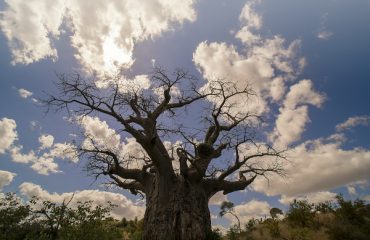Baobab