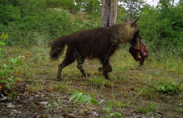 Cameravalfoto bruine hyena met prooi