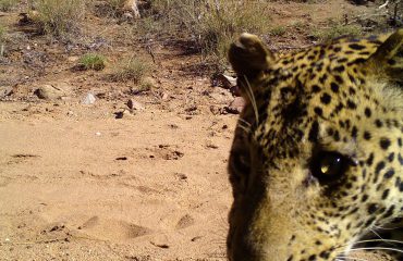 Cameravalfoto luipaard