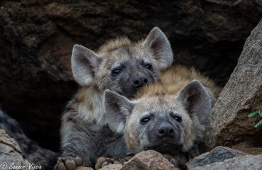 Hyena ©Sander Vissia