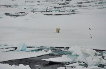 ijsbeer op het pakijs ©All for Nature Travel
