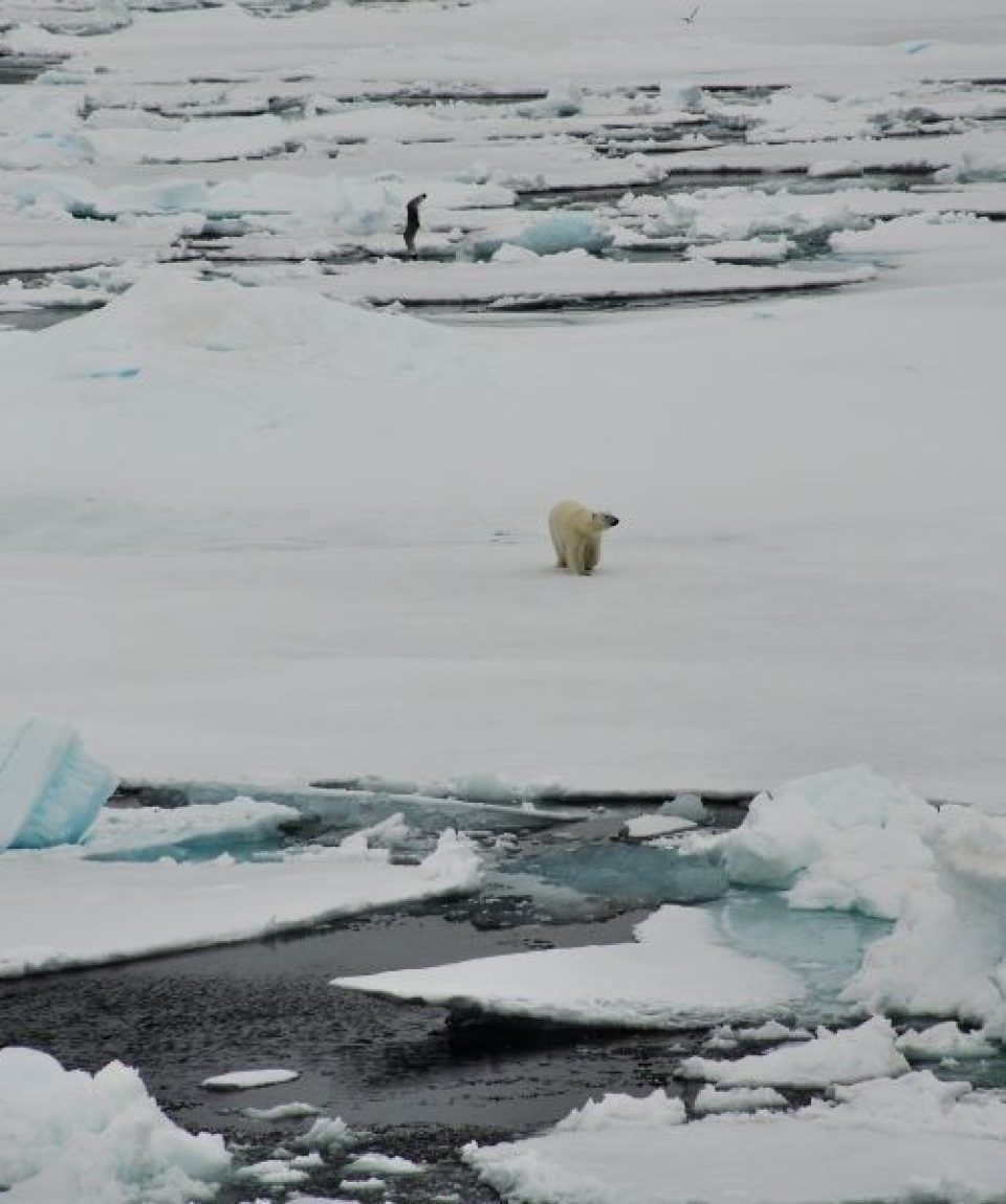 ijsbeer op het pakijs ©All for Nature Travel
