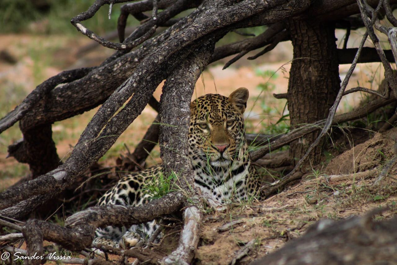 luipaard Botswana