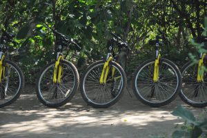 pugdundee, treehouse hideaway, bandavgarh, tijgersafari, safari bandavgarh