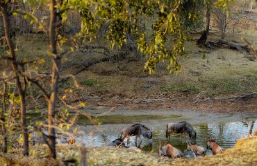 Wildebeesten bij Koro River Camp