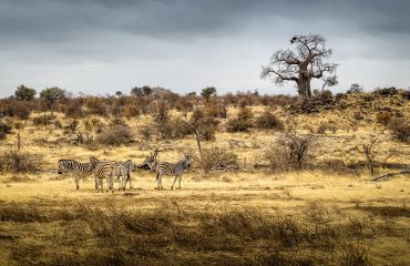 Wildlife bij Koro River Camp