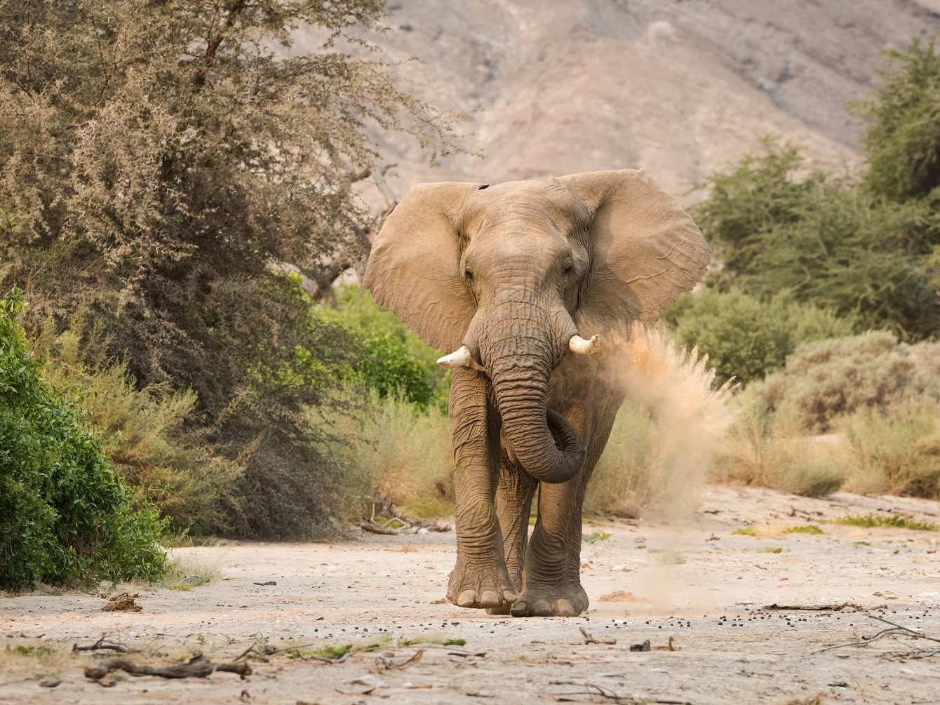 Woestijnolifant, reis Kaokoveld, reis Kunene, safari Namibie