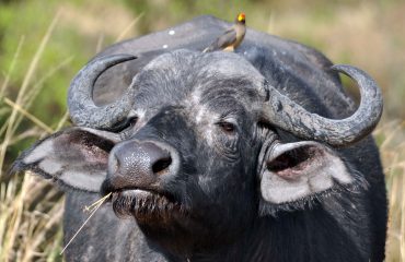 Masai Mara Kaapse buffel