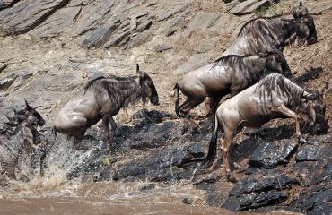 river crossing Masai Mara