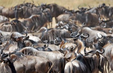 wildebeest migratie