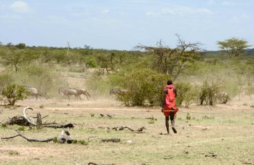 Maasai walking met wildebeest migratie