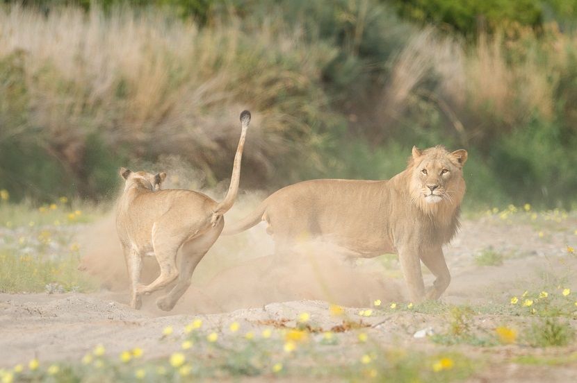 Woestijnleeuwen, desert lions, reis Kaokoveld, reis Kunene, safari Namibie