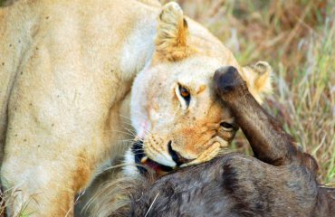 Leeuwin met wildebeest