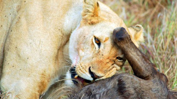 Leeuwin met wildebeest