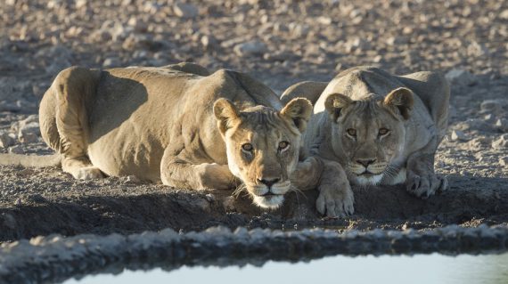 leeuwen bij Etosha © Ongava