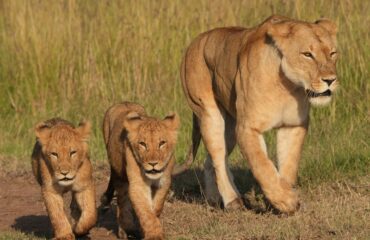 leeuwin met cubs Mara ©All for Nature Travel