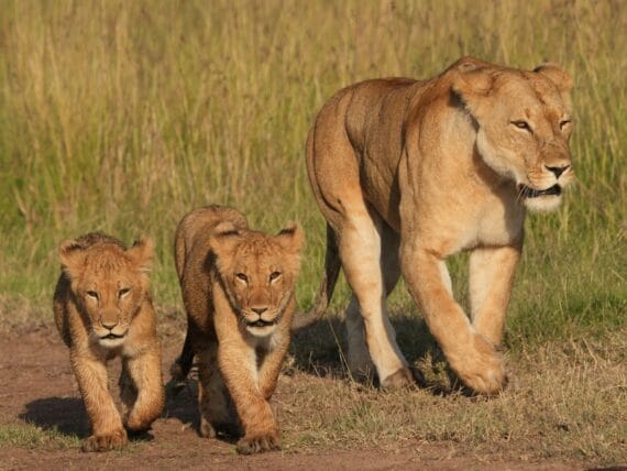 leeuwin met cubs Mara ©All for Nature Travel