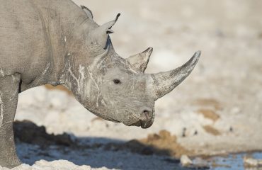 zwarte neushoorn Etosha © Ongava