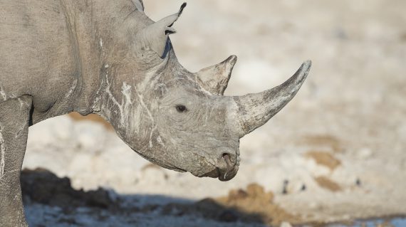zwarte neushoorn Etosha © Ongava