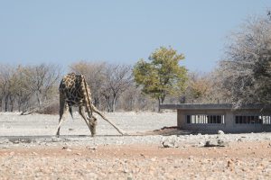 Ongava Anderssons Camp, Ongava, Namibie reis, safari Ongava