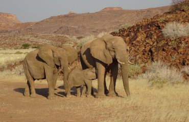 Woestijnolifanten Damaraland met dank aan mevr. van Wijngaarden