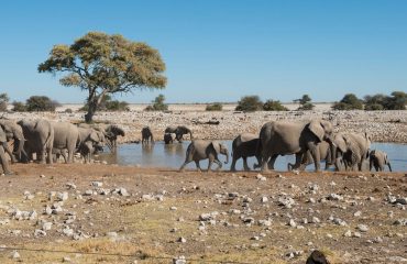 elephants at Ongava Anderssons