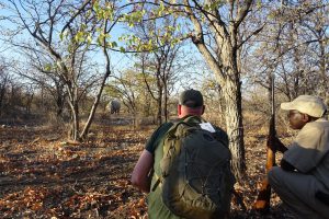 Ongava, Namibie reis, safari Ongava